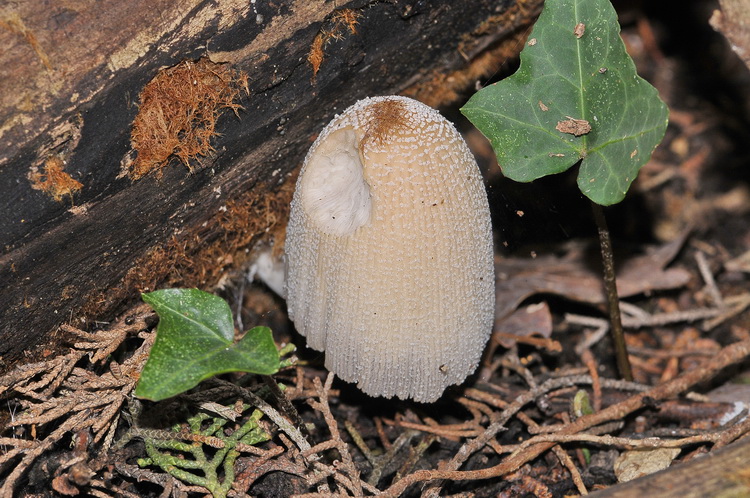Funghetto da det. (Hemimycena/Delicatula sp.)